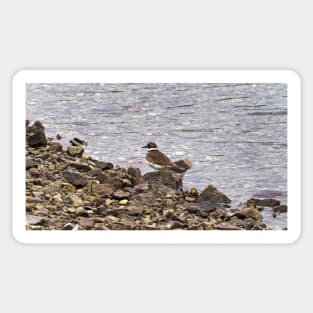 Killdeer Bird Standing On A Rocky Shore Sticker